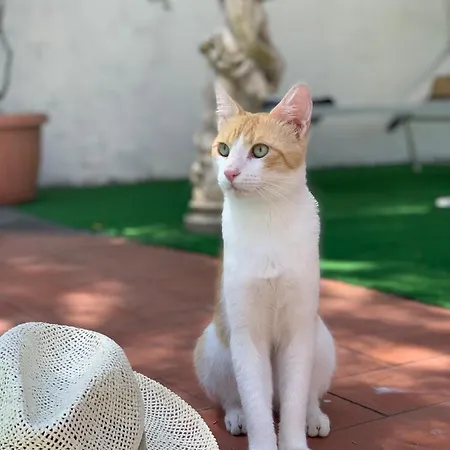 Relais La Rupe Πανσιόν Σορέντο